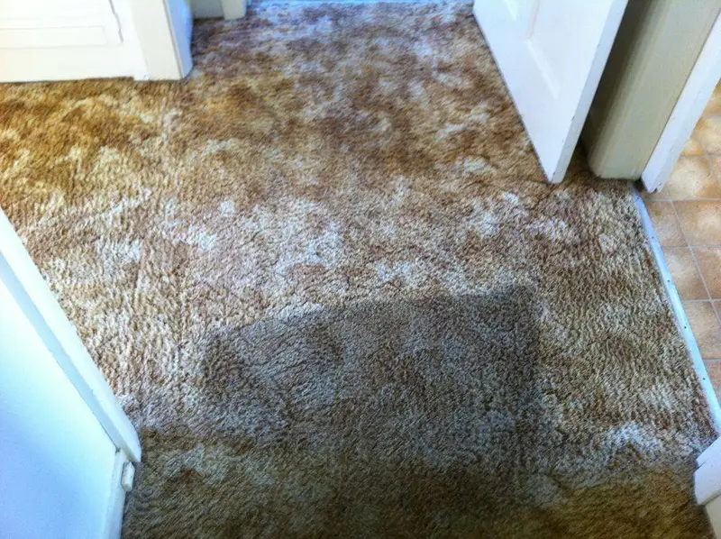 A hallway carpet stain during treatment