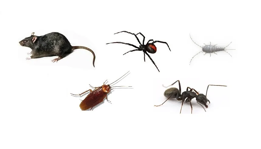 The five common household pests Hydro X treats: rat, redback spider, silverfish, cockroach and ant