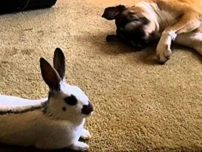 A dog resting on clean carpet